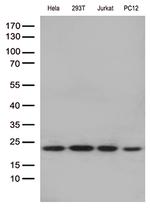 RBM8A Antibody in Western Blot (WB)