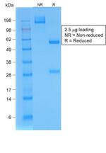 Bromodeoxyuridine (BrdU) (Proliferation Marker) Antibody in SDS-PAGE (SDS-PAGE)