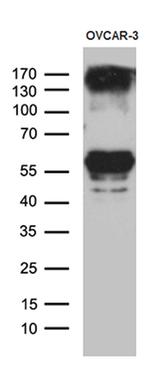 RBMS3 Antibody in Western Blot (WB)