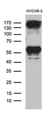 RBMS3 Antibody in Western Blot (WB)