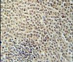 RBMX2 Antibody in Immunohistochemistry (IHC)