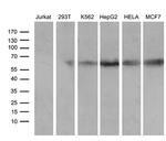 RBPJ Antibody in Western Blot (WB)