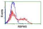 RBPMS Antibody in Flow Cytometry (Flow)