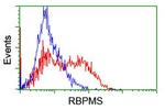 RBPMS Antibody in Flow Cytometry (Flow)