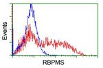 RBPMS Antibody in Flow Cytometry (Flow)