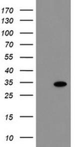 RBPMS Antibody in Western Blot (WB)