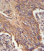 RDH10 Antibody in Immunohistochemistry (IHC)
