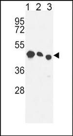 RDH10 Antibody in Western Blot (WB)