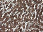 REEP5 Antibody in Immunohistochemistry (Paraffin) (IHC (P))