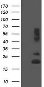 REEP5 Antibody in Western Blot (WB)