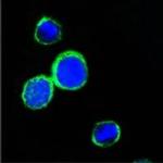 REG1A Monoclonal Antibody (1A4)
