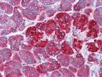 REG1A Antibody in Immunohistochemistry (Paraffin) (IHC (P))