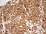 REN Antibody in Immunohistochemistry (Paraffin) (IHC (P))