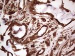 RET Antibody in Immunohistochemistry (Paraffin) (IHC (P))