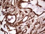 RET Antibody in Immunohistochemistry (Paraffin) (IHC (P))