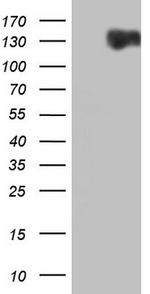 RET Antibody in Western Blot (WB)