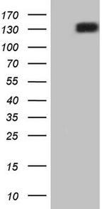 RET Antibody in Western Blot (WB)
