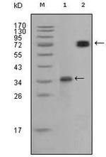 RET Monoclonal Antibody (8D10C9)