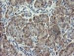 RFC2 Antibody in Immunohistochemistry (Paraffin) (IHC (P))