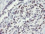 RFC2 Antibody in Immunohistochemistry (Paraffin) (IHC (P))