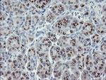 RFC2 Antibody in Immunohistochemistry (Paraffin) (IHC (P))