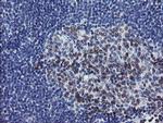 RFC2 Antibody in Immunohistochemistry (Paraffin) (IHC (P))
