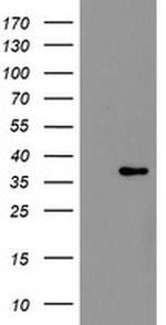 RFC2 Antibody in Western Blot (WB)
