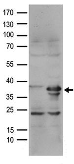 RFC2 Antibody in Western Blot (WB)