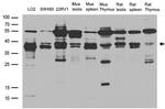 RFC2 Antibody in Western Blot (WB)