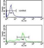 RFC2 Antibody in Flow Cytometry (Flow)