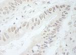 RFC3 Antibody in Immunohistochemistry (IHC)