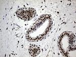 RFC3 Antibody in Immunohistochemistry (Paraffin) (IHC (P))