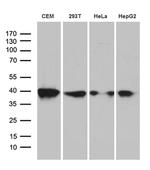 RFC3 Antibody in Western Blot (WB)