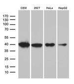 RFC3 Antibody in Western Blot (WB)