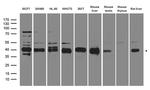 RFC3 Antibody in Western Blot (WB)
