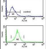 RFC3 Antibody in Flow Cytometry (Flow)