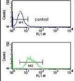 RFC3 Antibody in Flow Cytometry (Flow)