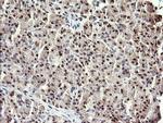 RFC4 Antibody in Immunohistochemistry (Paraffin) (IHC (P))