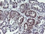 RFC4 Antibody in Immunohistochemistry (Paraffin) (IHC (P))