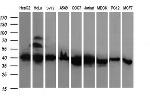 RFC4 Antibody in Western Blot (WB)