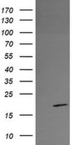 RFESD Antibody in Western Blot (WB)