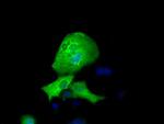 RFPL1 Antibody in Immunocytochemistry (ICC/IF)