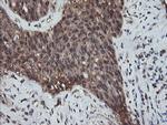 RFPL3 Antibody in Immunohistochemistry (Paraffin) (IHC (P))
