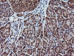 RFPL3 Antibody in Immunohistochemistry (Paraffin) (IHC (P))
