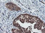 RFPL3 Antibody in Immunohistochemistry (Paraffin) (IHC (P))