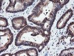 RFPL3 Antibody in Immunohistochemistry (Paraffin) (IHC (P))