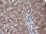 RFPL3 Antibody in Immunohistochemistry (Paraffin) (IHC (P))