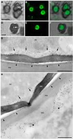 TagRFP Antibody in Immunomicroscopy (IM)