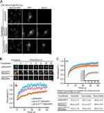 TagRFP Antibody in Immunocytochemistry (ICC/IF)