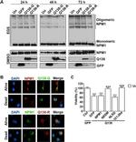 TagRFP Antibody in Immunocytochemistry (ICC/IF)